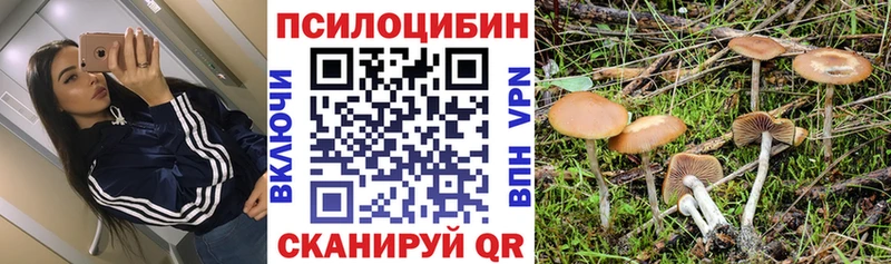 купить наркоту  Новопавловск  Галлюциногенные грибы Psilocybine cubensis 